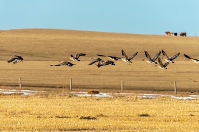 在草原上空飞翔的群鸟