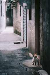 小巷里蹲坐着注视镜头的小橘猫