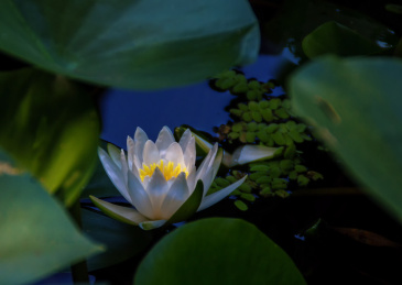 池塘中盛开的睡莲