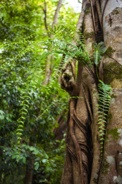 云南普洱西盟县勐梭龙潭的热带雨林风光