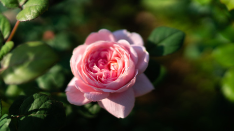 月季花