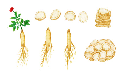 中药人参和人参切片 水彩手绘插画