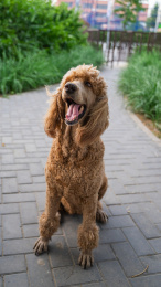 贵宾犬贵妇犬在路边