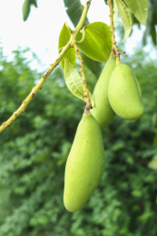 五龙大青芒果