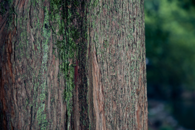 老树皮上布满了青苔