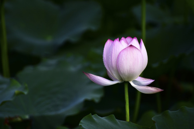 中国广东深圳,洪湖公园夏季绽放的荷花
