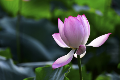 中国广东深圳,洪湖公园夏季绽放的荷花