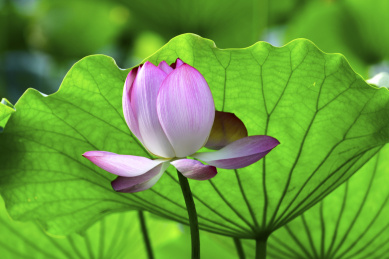 中国广东深圳,洪湖公园夏季绽放的荷花
