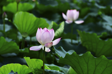 中国广东深圳,洪湖公园夏季绽放的荷花