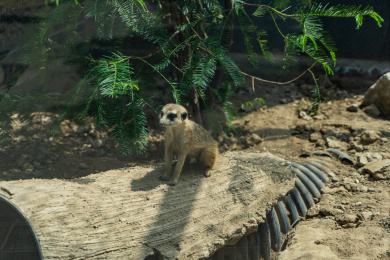 笔筒里的铅笔白色背景