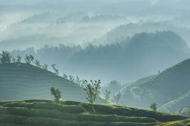 中国湖北恩施鹤峰木耳山茶园