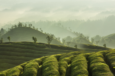 中国湖北恩施鹤峰木耳山茶园