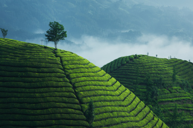 中国湖北恩施鹤峰木耳山茶园