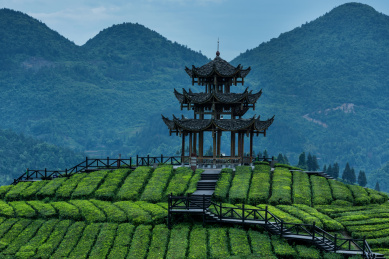 中国湖北恩施宣恩伍家台茶乡