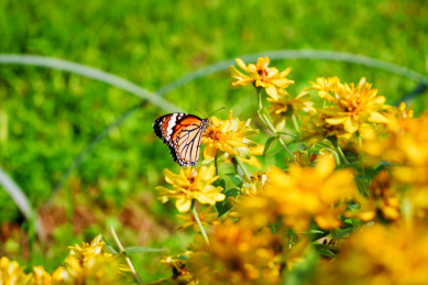 中囯浙江兰溪市公园蝴蝶采蜜