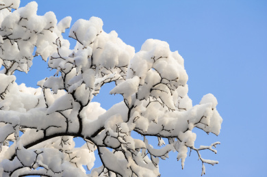雪挂枝头