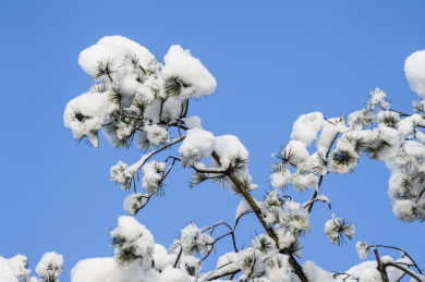 雪挂枝头