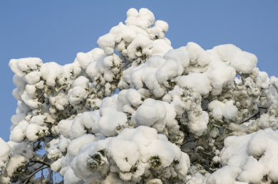 雪挂枝头