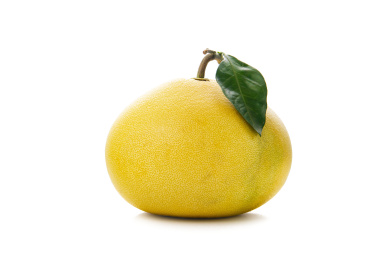 文旦柚带叶子白底