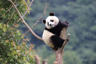 熊猫宝宝挂在高高的树上