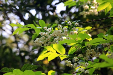 珍稀植物秤锤树开花