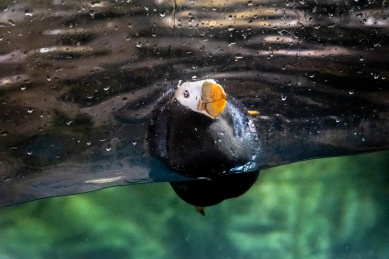 动物园水池里的海鹦