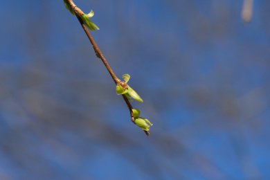 春天的柳条发芽
