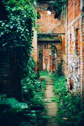 破旧荒凉长满植物的小巷子
