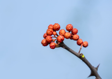 花椒树上结的红花椒果实特写
