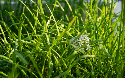 采摘中国特色调味酱原料韭菜花