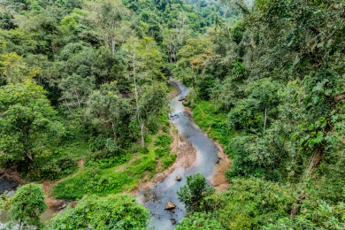 中国云南省景洪市野象谷国家森林公园景区