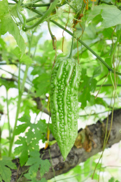 菜地里一根即将成熟的苦瓜特写