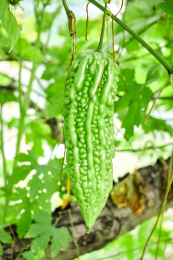 菜地里一根即将成熟的苦瓜特写