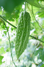 菜地里一根即将成熟的苦瓜特写