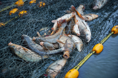 中国河北张家口沽源县库伦淖冬捕活动现场