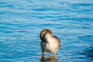 站在水中低头梳理羽毛的大雁