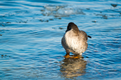 一只在水中站的回头梳理羽毛的灰雁