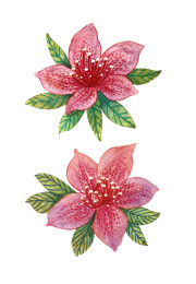 杜鹃花水彩国风插画元素