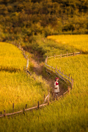 夕阳下一个身着裙子的小姑娘走在稻田间游玩