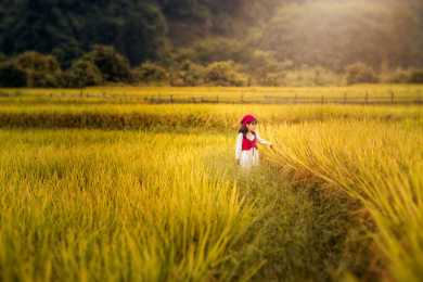 夕阳下一个身着裙子的小姑娘走在稻田间游玩