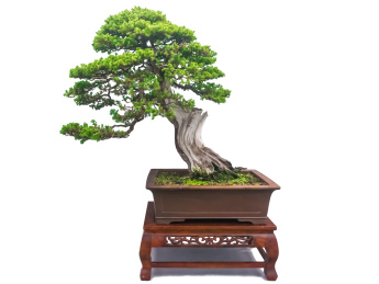 中国传统盆景艺术，柏树盆景在白色背景