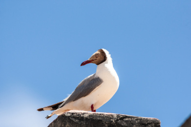 栖息于高原湖泊、沼泽地带的棕头鸥