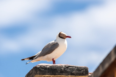 栖息于高原湖泊、沼泽地带的棕头鸥