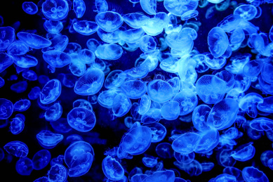 水族馆里蓝色霓虹灯下美丽的水母