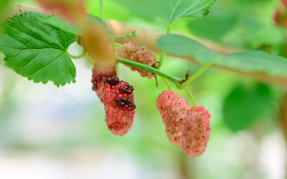 夏天阳光下，一些新鲜桑果长在绿色的桑树上