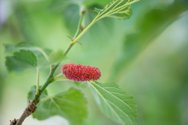 夏天阳光下，桑果在绿色桑树上微距特写照片