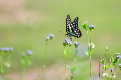 春天和夏天，蝴蝶在花丛中采花粉的绿色背景