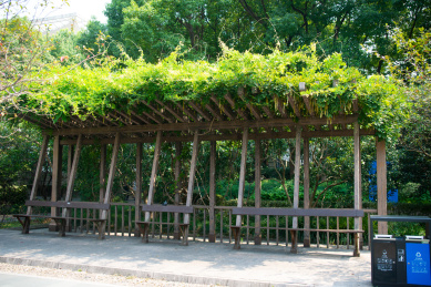 户外木架藤蔓景观