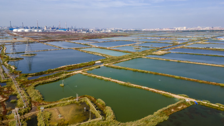 中国天津大港万亩鱼塘航拍俯视全景图