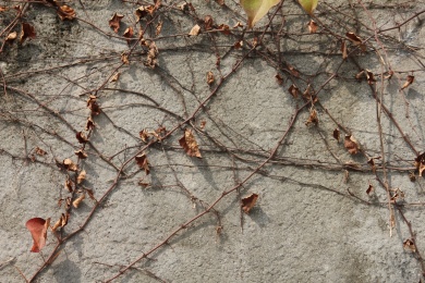 趴在建筑物上的蔓九节